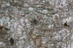 Neotama mexicana