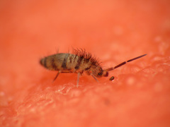 Entomobryoidea