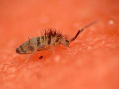 Entomobryoidea
