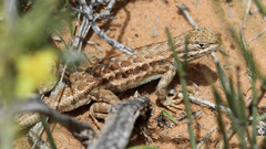 Sceloporus graciosus graciosus