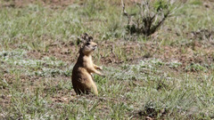Cynomys parvidens