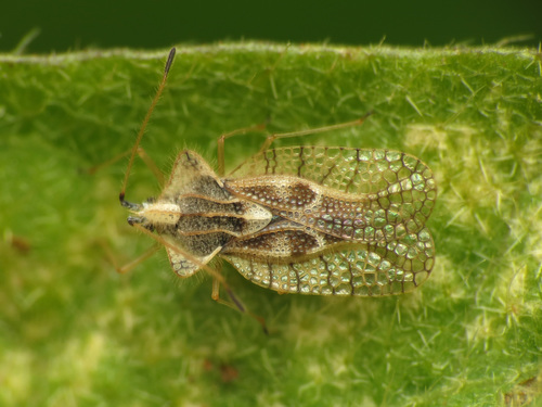 Eggplant lace bug photo 2
