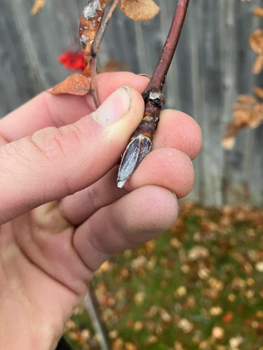 Sorbus aucuparia