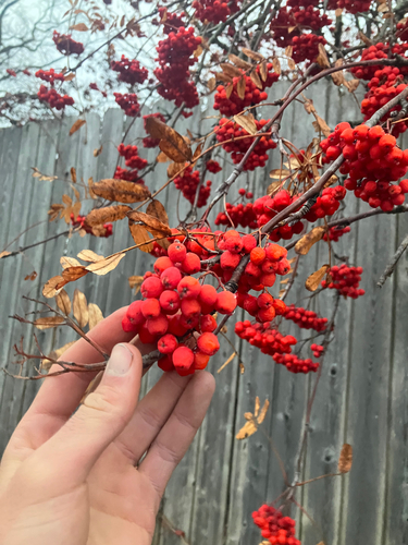 Sorbus aucuparia
