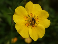 Potentilla grandiflora