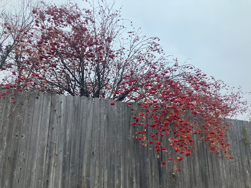 Sorbus aucuparia