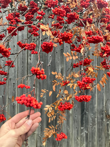 Sorbus aucuparia