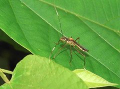 Marcius longirostris