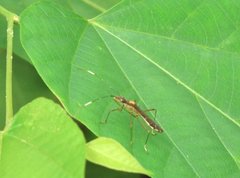 Marcius longirostris