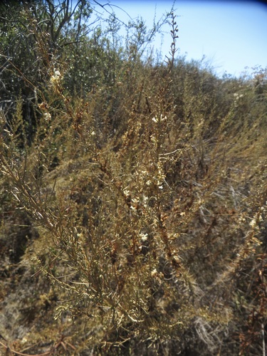 Image of Cuscuta subinclusa by no rights reserved