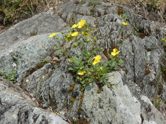 Potentilla grandiflora