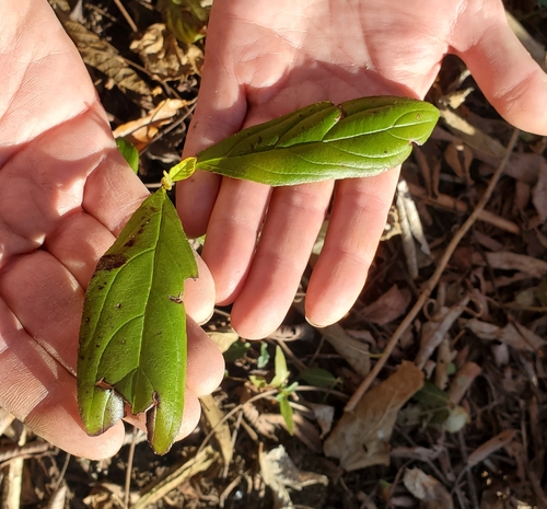 Image of Rhamnus davurica by no rights reserved
