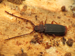 Uleiota dubia
