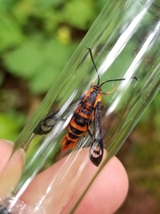 Synanthedon novaroensis