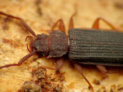 Uleiota dubia