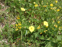 Potentilla grandiflora