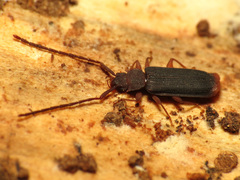 Uleiota dubia