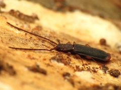 Uleiota dubia