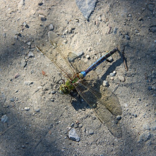 iNaturalist observation photo of Common Green Darner