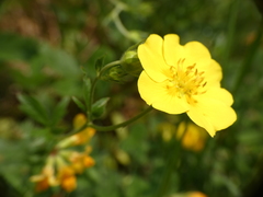 Potentilla grandiflora