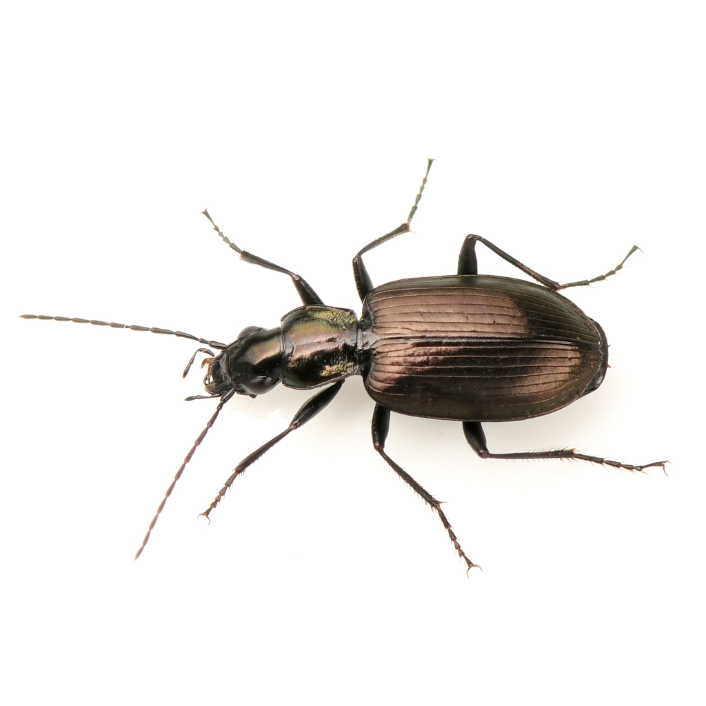 Anchomenus aeneolus