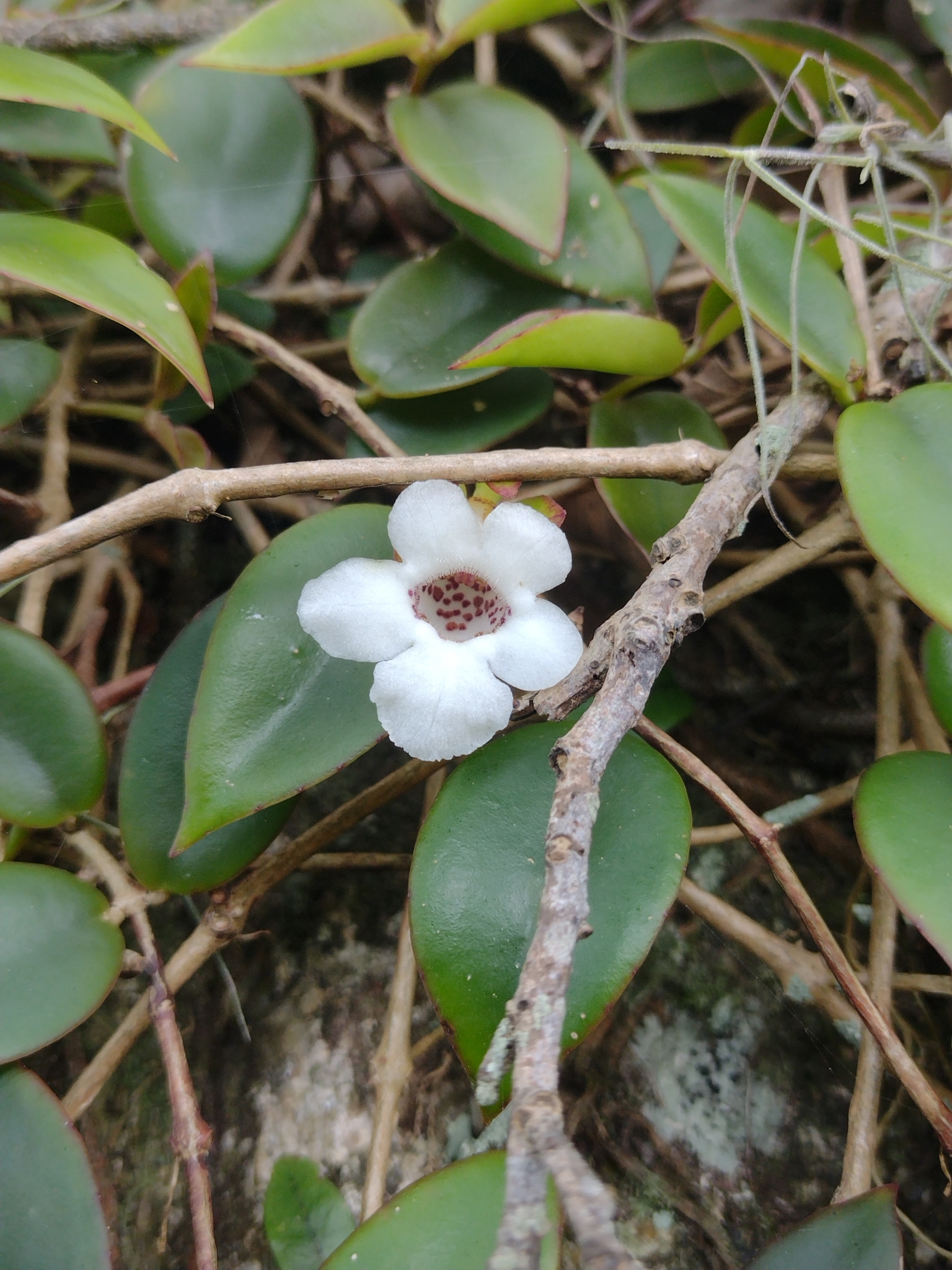Codonanthe gracilis