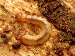 Dendroides canadensis