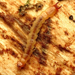 Dendroides canadensis