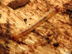 Dendroides canadensis
