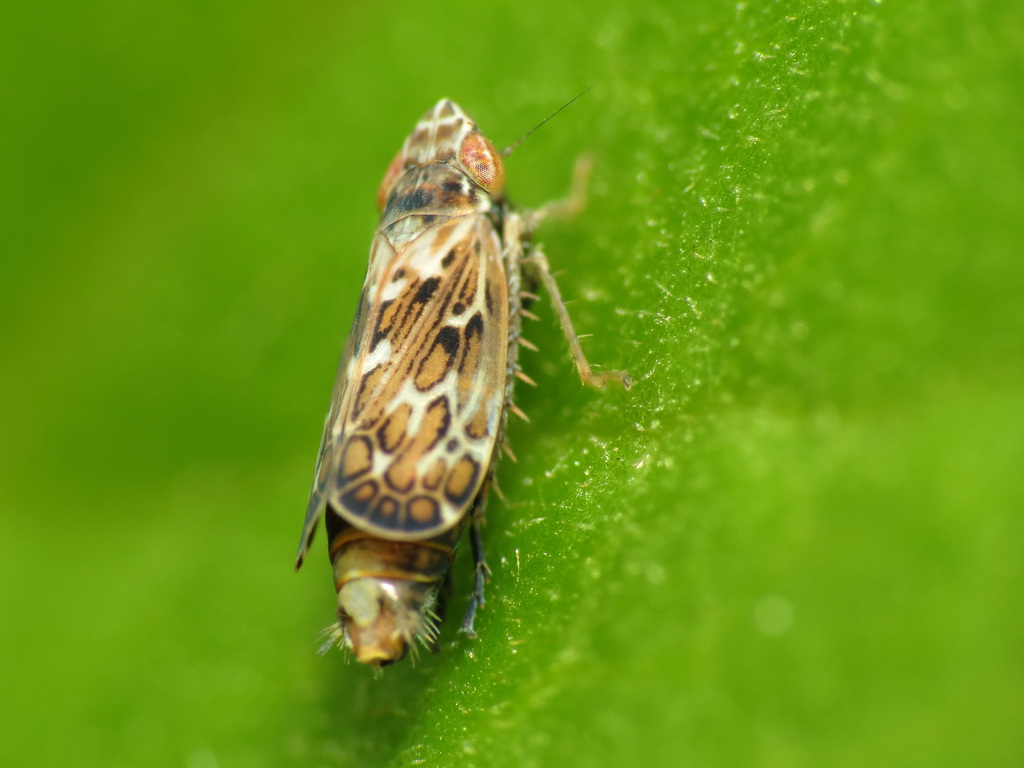 Paralimnina