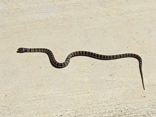 Eastern Brown Snake sighting
