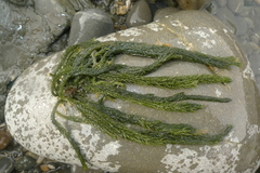 Caulerpa brownii