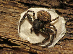 Bassaniana