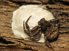 Bassaniana