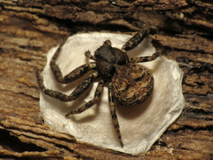 Bassaniana