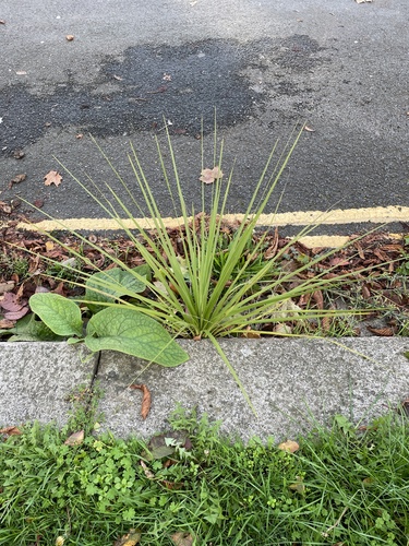 Cordyline australis