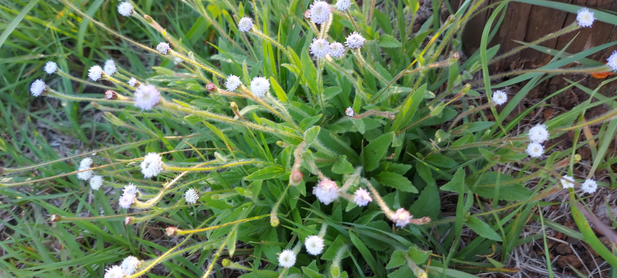 Praxelis missiona