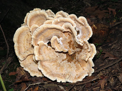 Bondarzewia berkeleyi