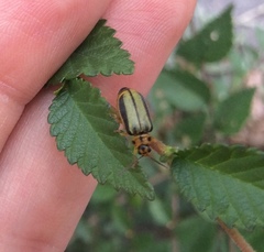 Xanthogaleruca luteola