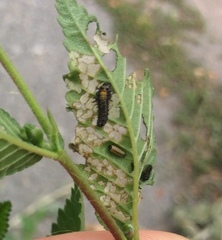 Xanthogaleruca luteola