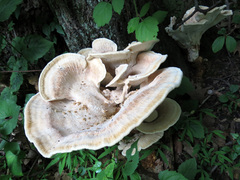 Bondarzewia berkeleyi