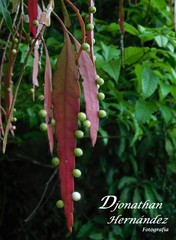 Pseudorhipsalis ramulosa