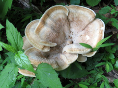 Bondarzewia berkeleyi