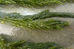 Caulerpa brownii