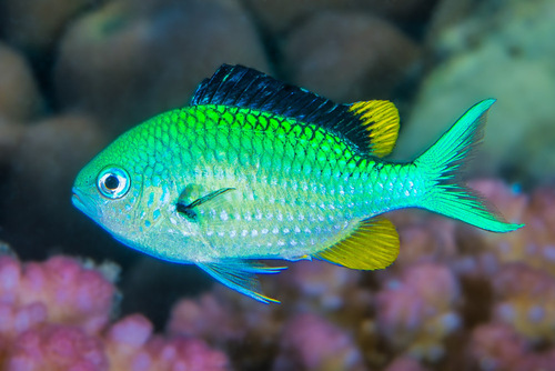 Blue-green Chromis, photo 7 of 9