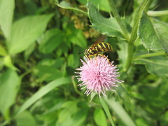 Chrysotoxum pubescens