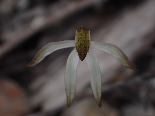 Image of Caladenia atrata by (c) Stella Fish, some rights reserved (CC BY)