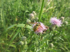 Chrysotoxum pubescens