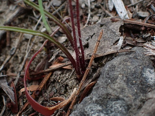 Image of Caladenia atrata by (c) Stella Fish, some rights reserved (CC BY)