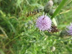 Chrysotoxum pubescens